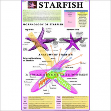 Starfish-vcp