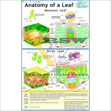 Anatomy of Monocot Leaf-vcp