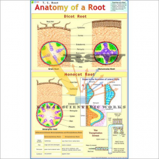 Anatomy of Monocot Root-vcp