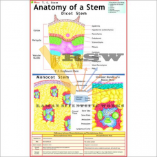 Anatomy of Monocot Stem-vcp
