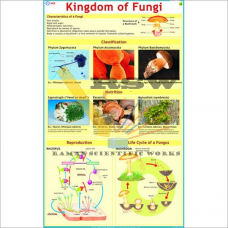 Kingdom of Fungi-vcp