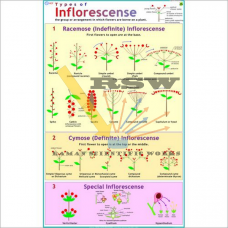 Types of Inflorescence-vcp