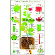 Typical Plant (Parts of Flowering Plant)-vcp