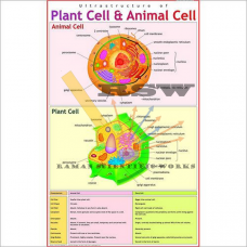 Ultra-structure of Plant Cell & Animal Cell-vcp