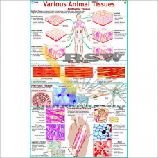 Various Animal Tissues -vcp
