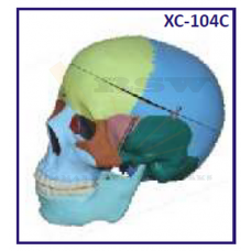Life Size Coloured Skull