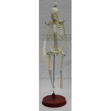 Human Skeleton-Plastic small 