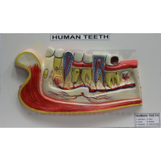 Human Teeth with Jaw on Board