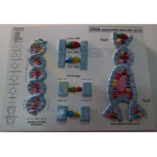 DNA Model on Board Big Size