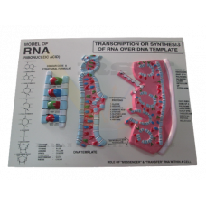 RNA Model on Board Big Size