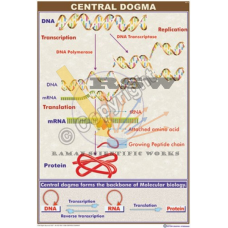 Central Dogma