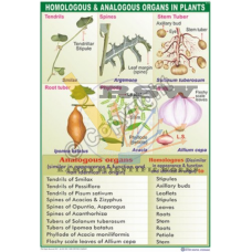 Homologous and Analogous Organs {Plants}