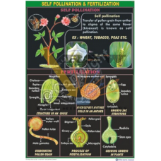 Self-Pollination and Fertilization 