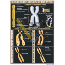 Chromosome Structure and Kinds