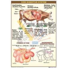 Cow Digestive System