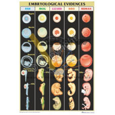 Embryological Evidences