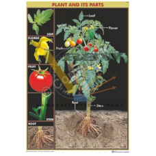 Plant & Its Parts