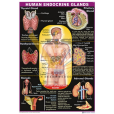 Human Endocrine Glands
