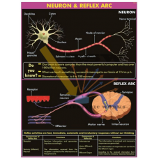 Neuron and Reflex Arc
