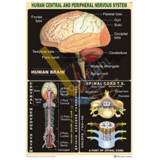 Human Central & Peripheral Nervous System Spinal Cord and Brain