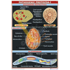 Pathogenic 131-I {Structural details of Entamoeba Histolytica, Balantidium and Plasmodium}