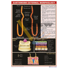 Earthworm External Morphology