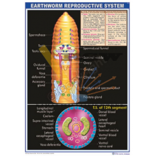 Earthworm Reproductive System