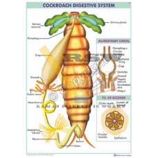 Cockroach Digestive System
