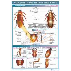 Cockroach External Features & Mouth Parts 