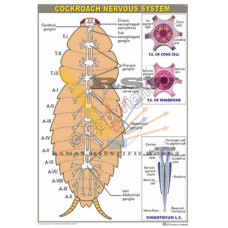 Cockroach Nervous System