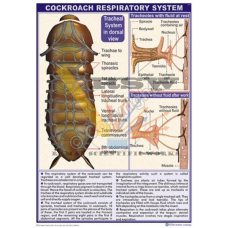Cockroach Respiratory System