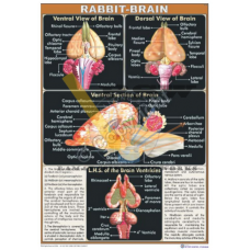 Rabbit Brain 