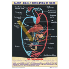 Rabbit Double Circulation of Blood
