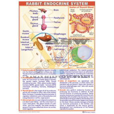 Rabbit Endocrine System