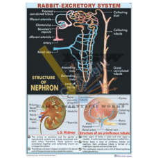 Rabbit Excretory System