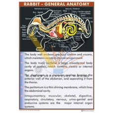 Rabbit General 123