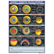 Rabbit Embryo Development