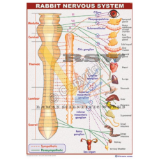 Rabbit Nervous System