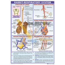 Rabbit Respiratory System