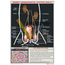 Rabbit Reproductive System Male