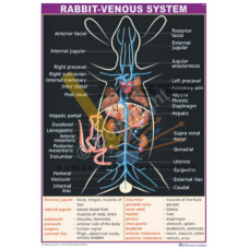 Rabbit Venous System