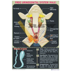 Frog Urinogenital System Male