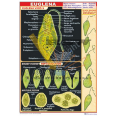 Euglena {Structure, Reproduction and Euglenoid Movement}
