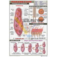 Paramecium {Structure, Binary Fission, Structure of Pellicle, Celium & its basal body}