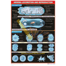 Asexual Reproduction in Amoeba