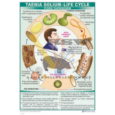 Taenia Solium Life Cycle 