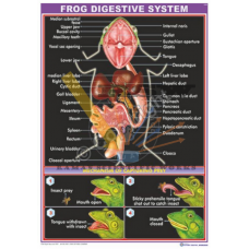 Frog Digestive System