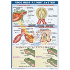 Frog Respiratory System