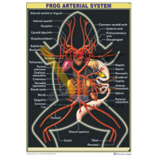 Frog Arterial System