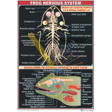 Frog Nervous System